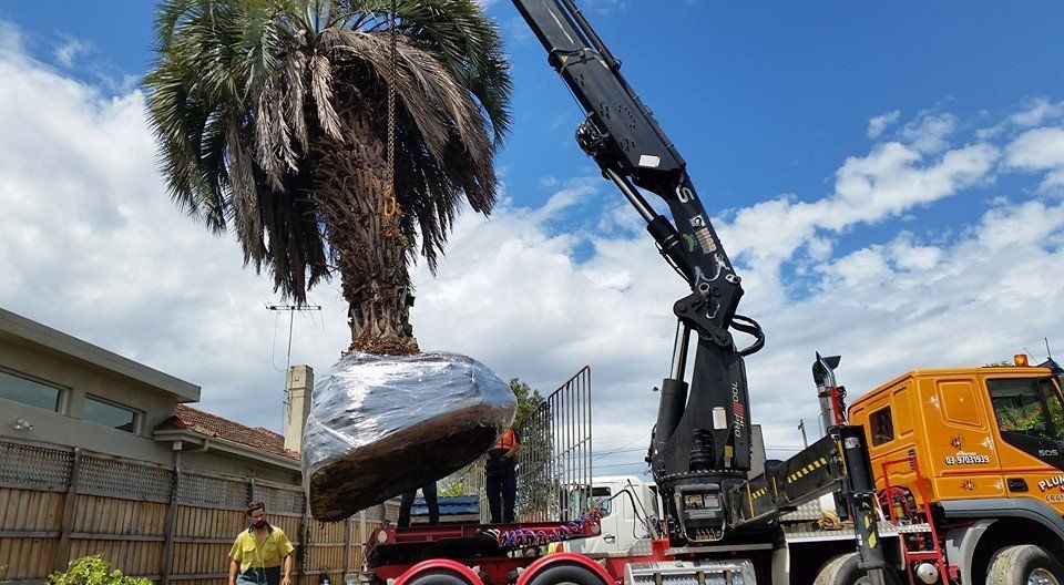 Tree Transplanting Melbourne ArborCraft Tree Services